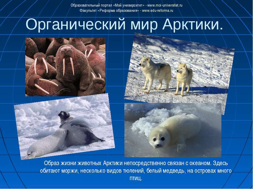 Органический мир Арктики. Образ жизни животных Арктики непосредственно связан...