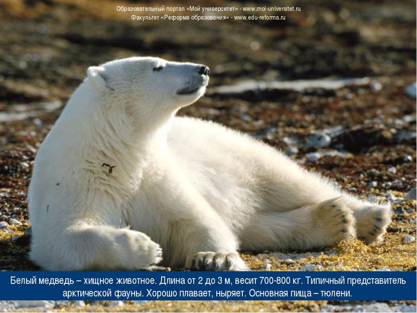 Белый медведь – хищное животное. Длина от 2 до 3 м, весит 700-800 кг. Типичны...