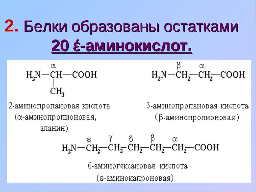 2. Белки образованы остатками 20 έ-аминокислот.