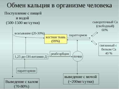 Выведение с калом (70-80%) Обмен кальция в организме человека Поступление с п...