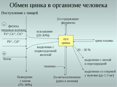 Поступление с пищей Выведение с калом (70- 80%) всасывание (20-30%) Обмен цин...