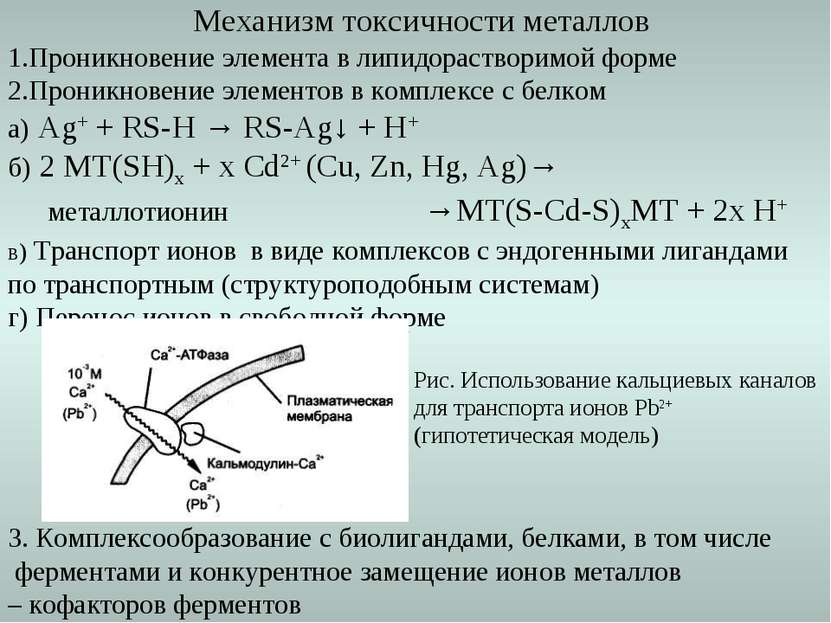 Механизм токсичности металлов 1.Проникновение элемента в липидорастворимой фо...