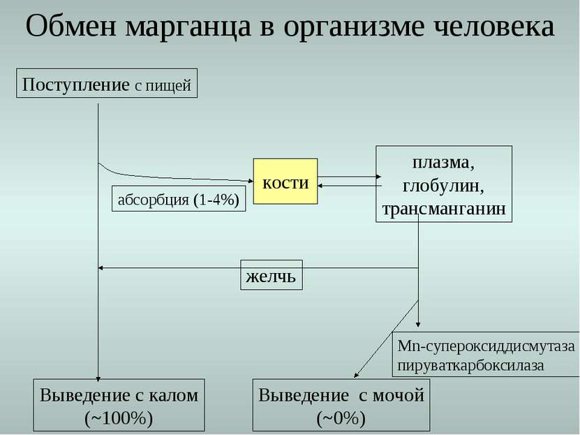 Обмен марганца в организме человека Поступление с пищей Выведение с калом (~1...