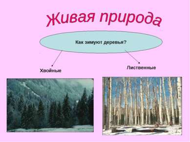 Как зимуют деревья? Лиственные Хвойные