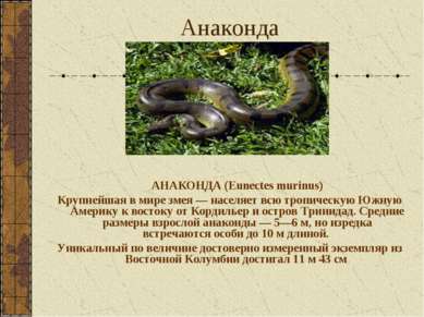 Анаконда АНАКОНДА (Eunectes murinus) Крупнейшая в мире змея — населяет всю тр...