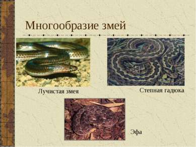 Многообразие змей Лучистая змея Степная гадюка Эфа