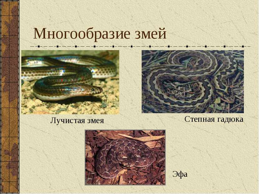 Многообразие змей Лучистая змея Степная гадюка Эфа