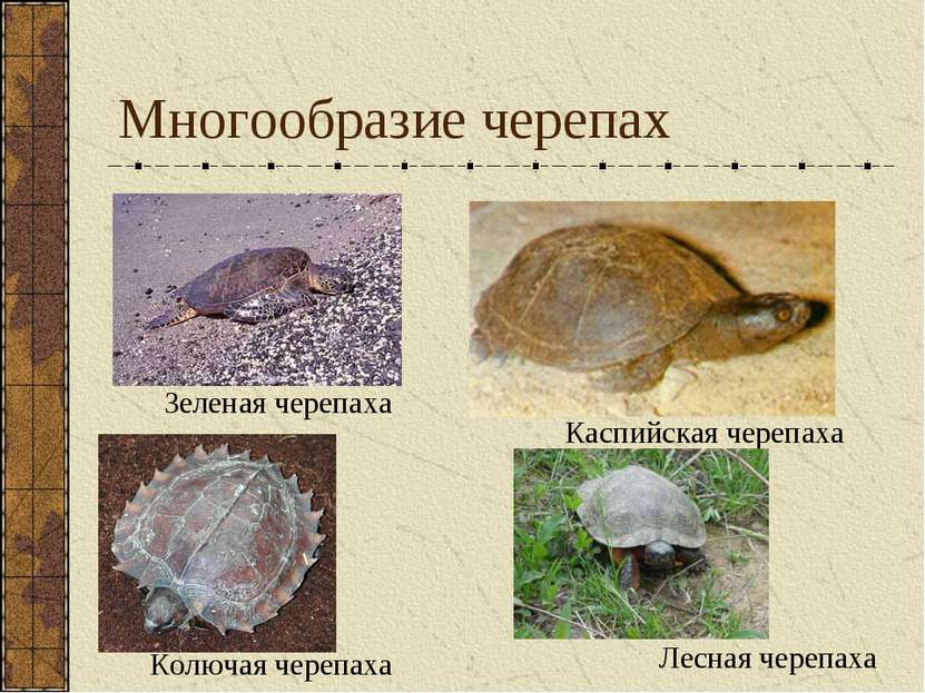 Многообразие черепах Зеленая черепаха Каспийская черепаха Колючая черепаха Ле...