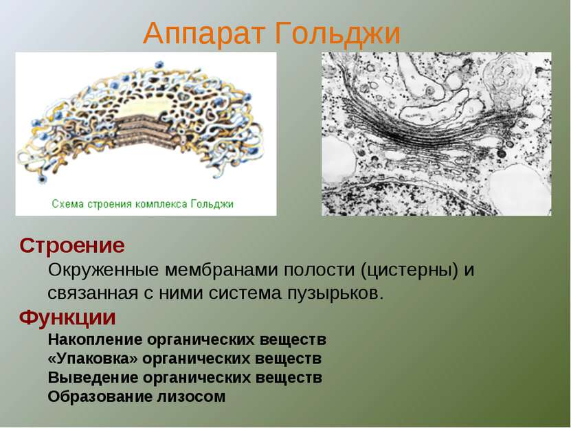 Строение Окруженные мембранами полости (цистерны) и связанная с ними система ...