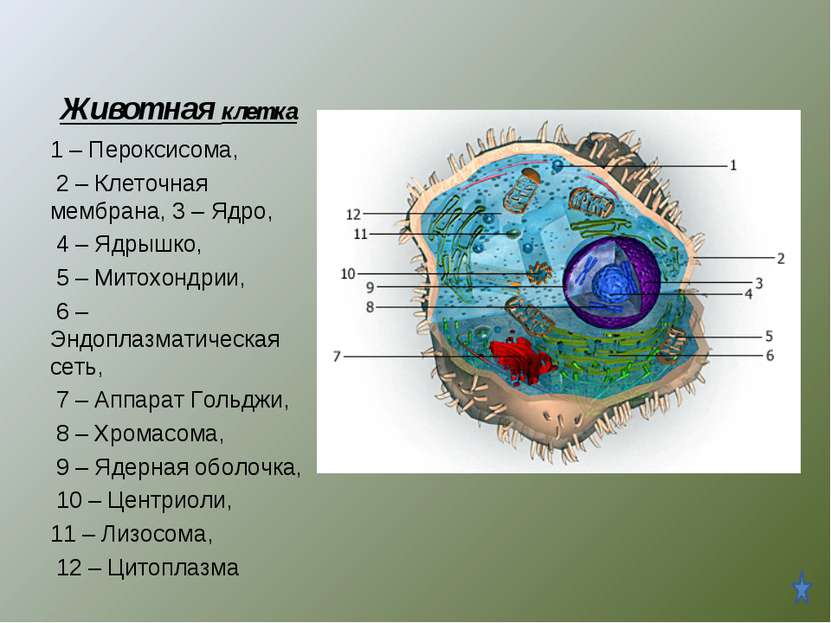 Животная клетка 1 – Пероксисома, 2 – Клеточная мембрана, 3 – Ядро, 4 – Ядрышк...