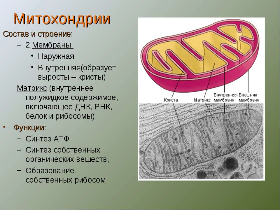 Функция митохондрии является. Функции наружной мембраны митохондрий. Состав и строение митохондрии. Митохондрии состав строение и функции. Наружная мембрана Матрикс Кристы.
