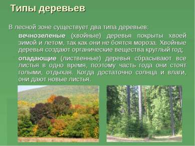 Типы деревьев В лесной зоне существует два типа деревьев: вечнозеленые (хвойн...