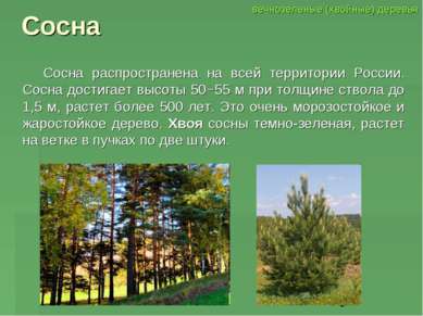 Сосна Сосна распространена на всей территории России. Сосна достигает высоты ...