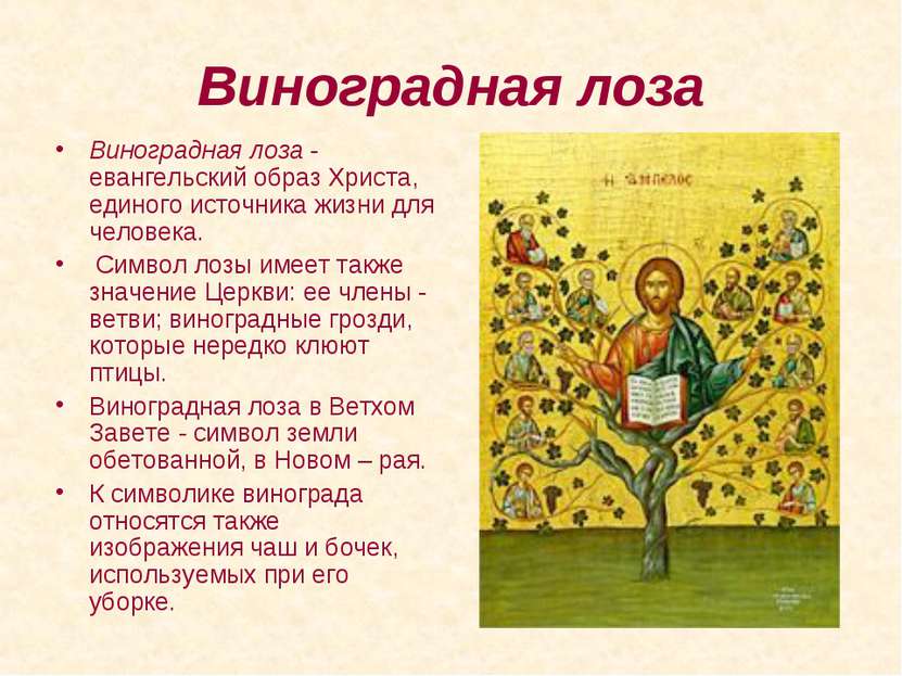 Виноградная лоза Виноградная лоза - евангельский образ Христа, единого источн...