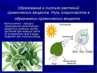 Образование в листьях растений органических веществ. Роль хлоропластов в обра...
