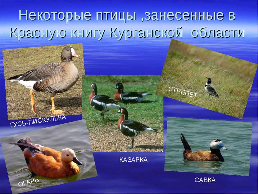 Некоторые птицы ,занесенные в Красную книгу Курганской области ГУСЬ-ПИСКУЛЬКА...