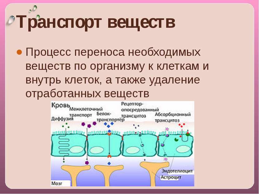 Транспорт веществ Процесс переноса необходимых веществ по организму к клеткам...
