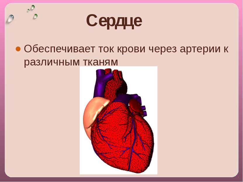Сердце Обеспечивает ток крови через артерии к различным тканям
