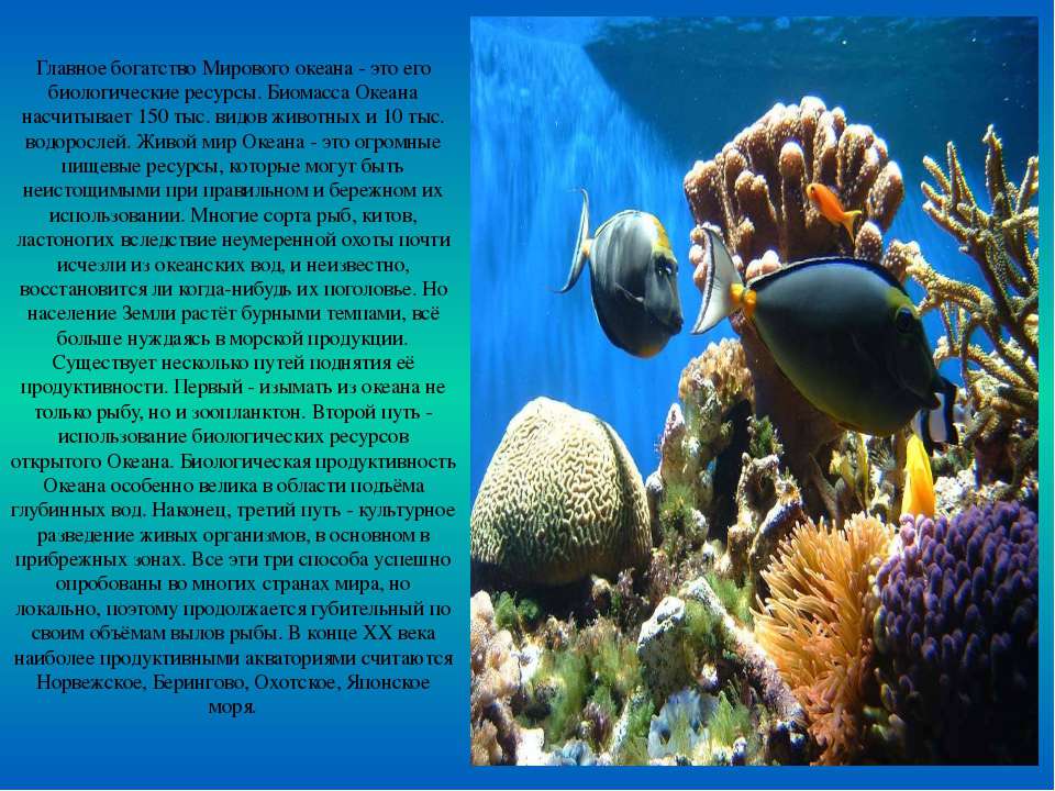 Большая часть организмов в мировом океане сосредоточены. Доклад на тему обители оенана. Доклад про обитателей морей и океанов. Растительный и животный мир мирового океана. Животные морей и океанов доклад.