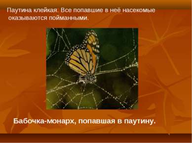 Бабочка-монарх, попавшая в паутину. Паутина клейкая. Все попавшие в неё насек...