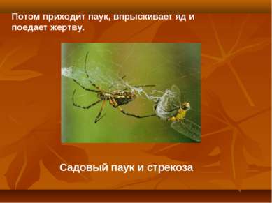 Садовый паук и стрекоза Потом приходит паук, впрыскивает яд и поедает жертву.