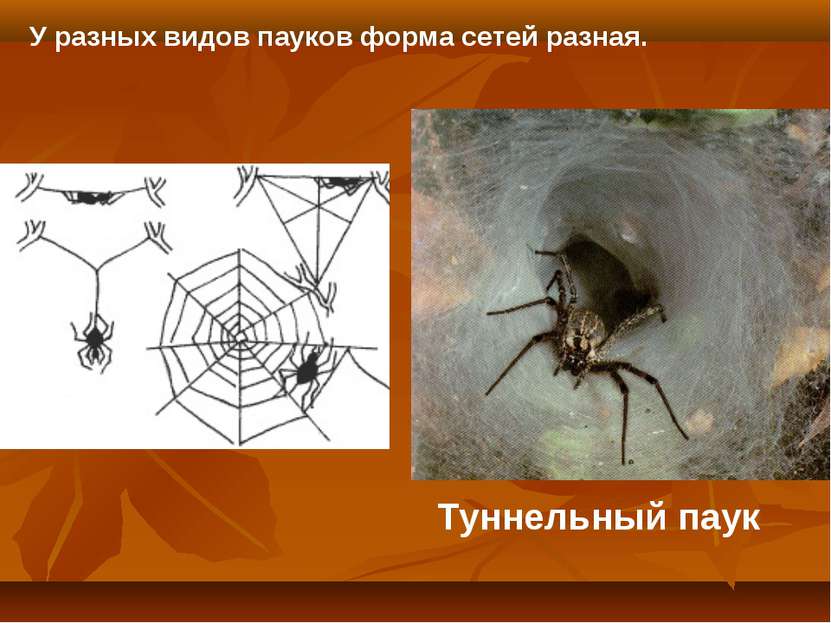 Туннельный паук У разных видов пауков форма сетей разная.