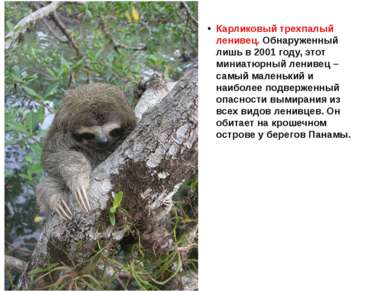 Карликовый трехпалый ленивец. Обнаруженный лишь в 2001 году, этот миниатюрный...