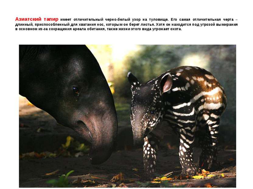Азиатский тапир имеет отличительный черно-белый узор на туловище. Его самая о...