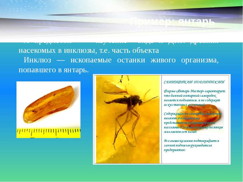 Пример: янтарь А предметом - изучение вида и ДНК древних насекомых в инклюзы,...