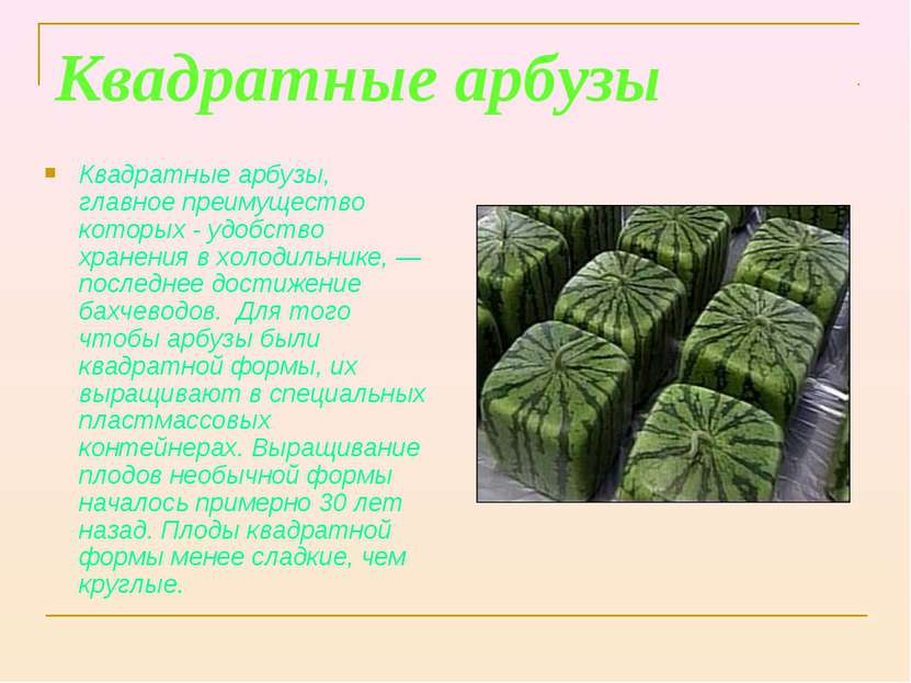 Квадратные арбузы Квадратные арбузы, главное преимущество которых - удобство ...