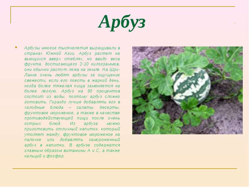 Арбуз Арбузы многие тысячелетия выращивали в странах Южной Азии. Арбуз растет...