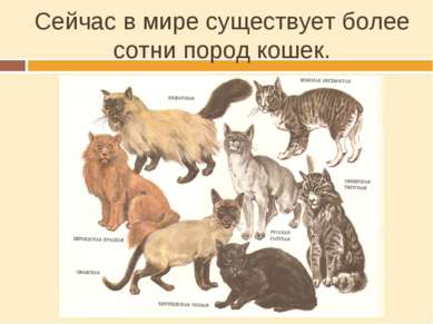 Сейчас в мире существует более сотни пород кошек.