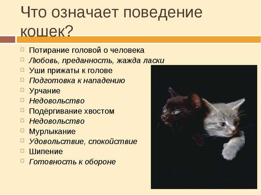 Что означает поведение кошек? Потирание головой о человека Любовь, преданност...