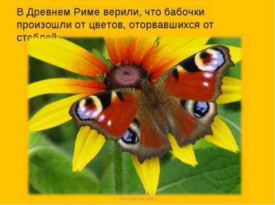 В Древнем Риме верили, что бабочки произошли от цветов, оторвавшихся от стебл...