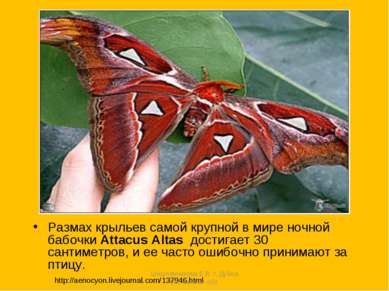 Размах крыльев самой крупной в мире ночной бабочки Attacus Altas достигает 30...