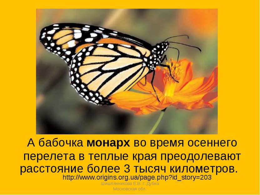 А бабочка монарх во время осеннего перелета в теплые края преодолевают рассто...
