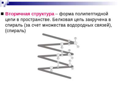 ■ Вторичная структура – форма полипептидной цепи в пространстве. Белковая цеп...