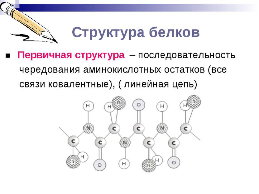 Структура белков ■ Первичная структура – последовательность чередования амино...
