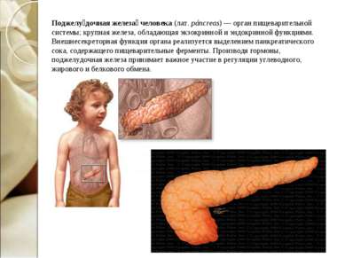Поджелу дочная железа человека (лат. páncreas) — орган пищеварительной систем...