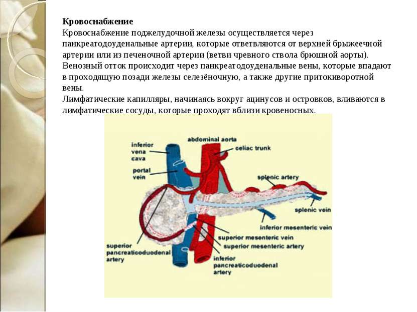 Кровоснабжение Кровоснабжение поджелудочной железы осуществляется через панкр...