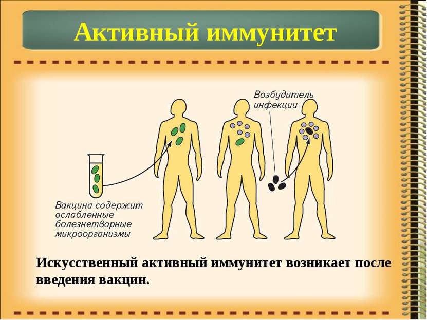 Активный иммунитет Искусственный активный иммунитет возникает после введения ...