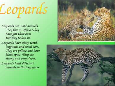 Leopards are wild animals. They live in Africa. They have got their own terri...