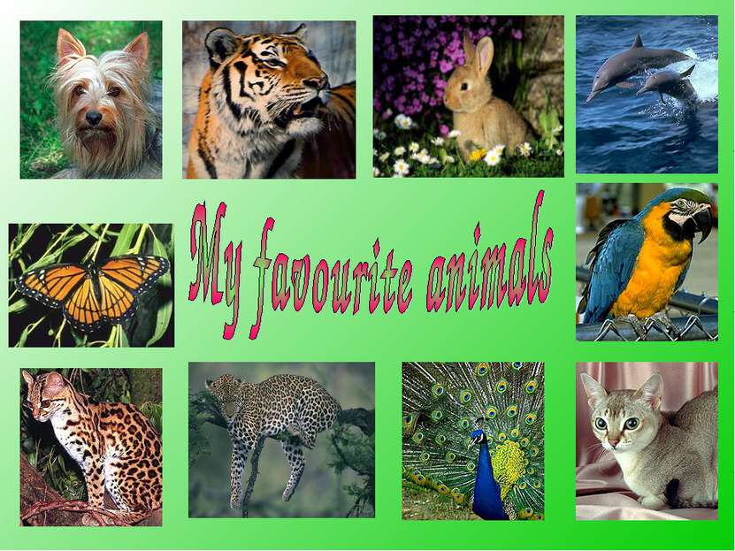 Язык животных 2 класс. Проект my favourite animal. Проект на тему my favourite animal. Тема my favourite animal. Проект по ангийскому языку my Favorit animal.