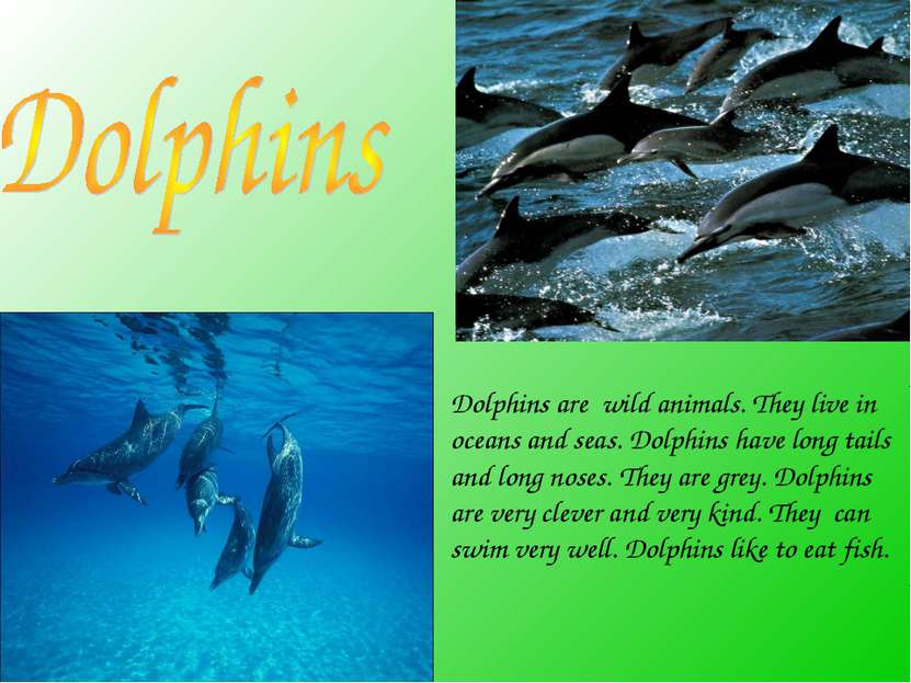 Dolphins are wild animals. They live in oceans and seas. Dolphins have long t...