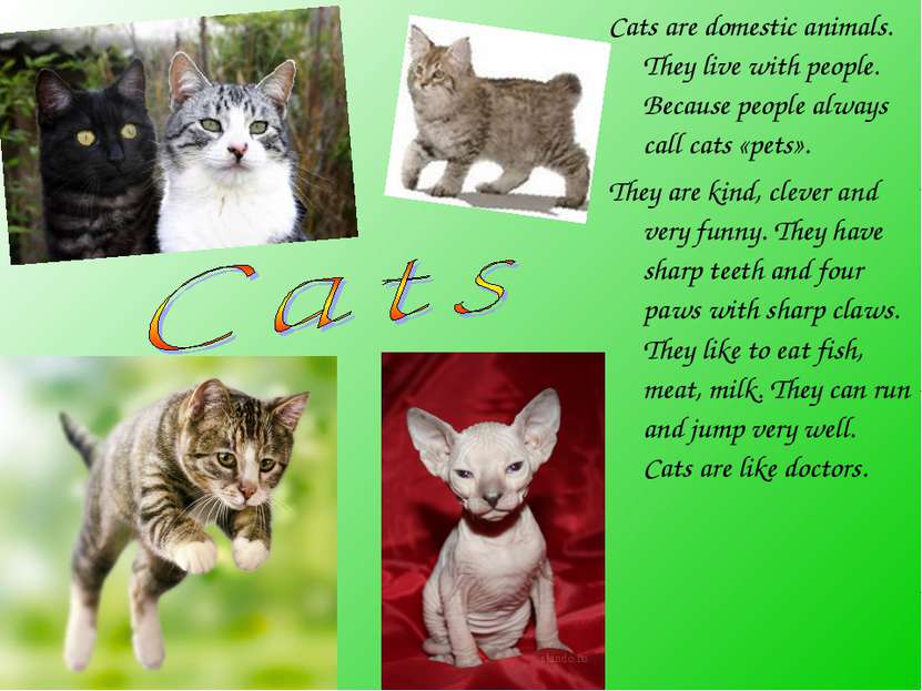 Cats are domestic animals. They live with people. Because people always call ...