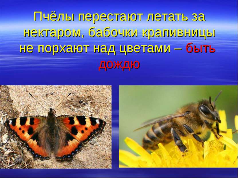 Пчёлы перестают летать за нектаром, бабочки крапивницы не порхают над цветами...