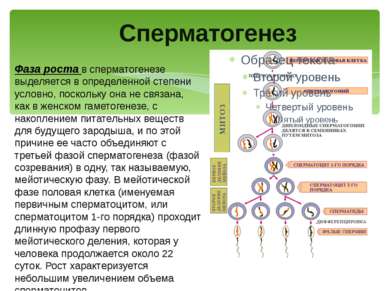 Cперматогенез Фаза роста в сперматогенезе выделяется в определенной степени у...