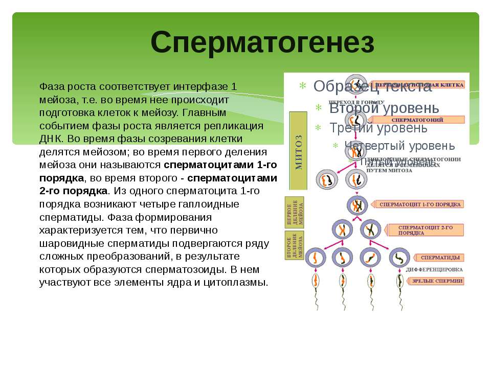 Этапы сперматогенеза 6 этапов. Фаза созревания овогенеза. Усиленная фаза роста сперматогенез. Овогенез мейоз. В сперматогенезе период роста.