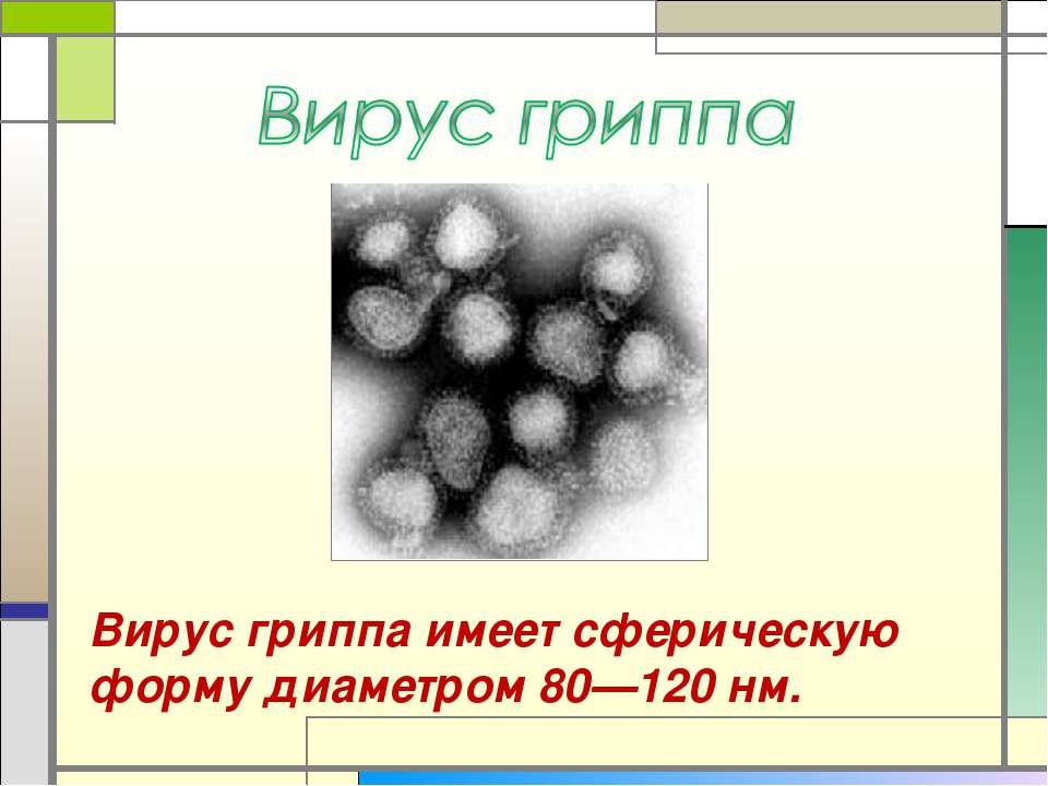 Вирус гриппа анализ. Сферический вирус гриппа. Вирус свиного гриппа. Вирус гриппа микробиология. Свиной грипп картинки для презентации.