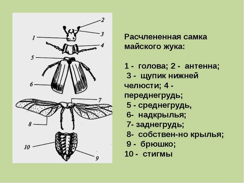 Расчлененная самка майского жука: 1 - голова; 2 - антенна; 3 - щупик нижней ч...